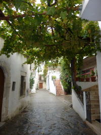 Vine covered street
