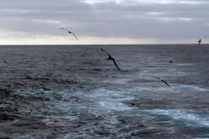 Birds at sea