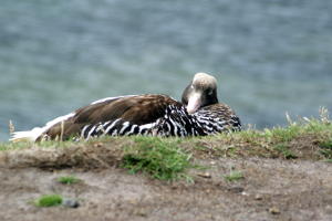 Male Kelp Goose