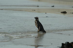 Magellanic Penguin 