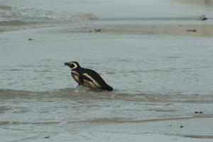 Magellanic Penguin in water