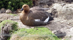 Male Upland goose