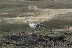 Female Upland Goose