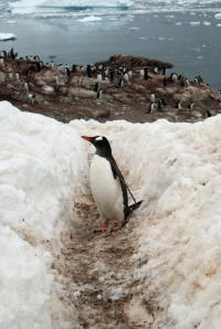 Penguin Trail
