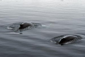 Humpbacks feeding on Krill