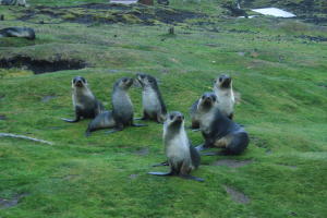 Fur Seals at Play
