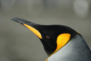 Closeup of King Penguin