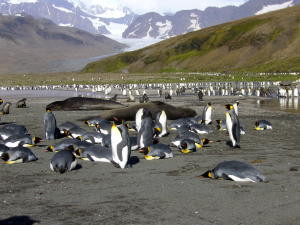 King Penguins and elephant seals