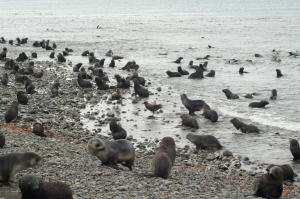 Fur Seals play