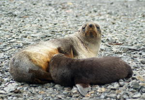 Nursing fur seal