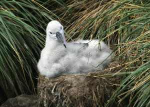 Blackbrowed albatross chick