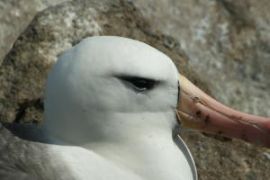 Albatross closeup