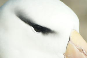 Eye of Albatross