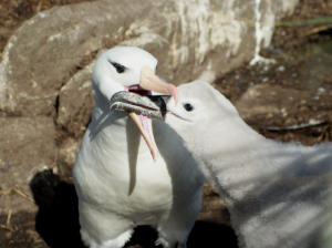 Albatross Feeding