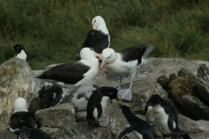 Albatross Greeting