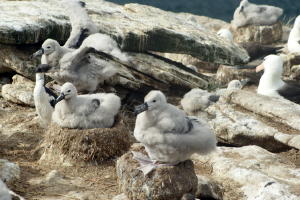 Albatross Chicks