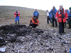 Pile of Penguin Bones