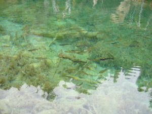 Fish in Lake