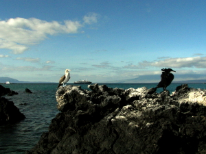 Blue-footed booby and Flightless Commorant