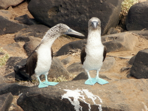 Courting Blue-footed Boobies