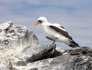 Nazca Booby Mating Dance