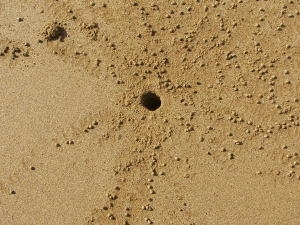 Ghost Crab Droppings