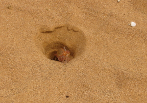 Ghost Crab in Hole