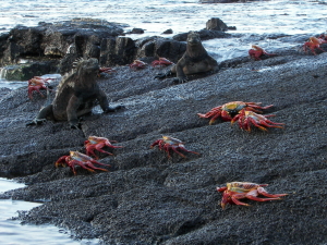 Marine Iguanas and Crabs