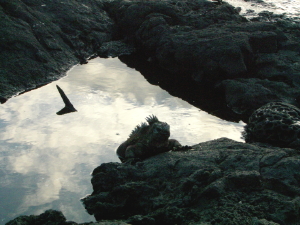 Marine Iguana Coming Out of Water