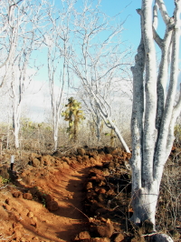 Trail on Cerro Dragon