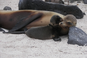 Sea Lion and Baby