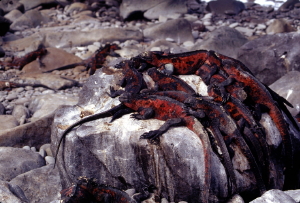 Pile of Iguanas
