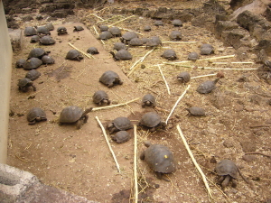 Baby tortoises at Darwin Research Station