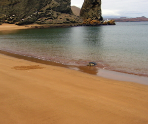 Sea Turtle Coming ashore