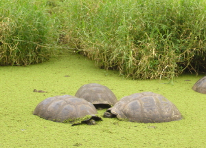 Tortoises in Pond