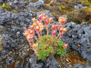 Wildflowers in lava