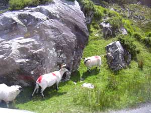 Marked Sheep - Ring of Kerry