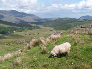 Sheep - Ring of Kerry