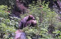 Mating Grizzlies