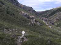Dahl Sheep in Denali NP