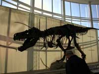 Sue, the T-Rex Dinosaur