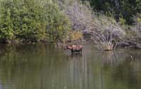 Moose near Bonanza Creek
