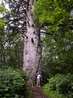 Largest living Sitka Spruce
