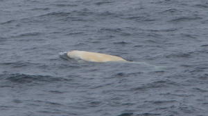 Beluga Whale (staff photo)
